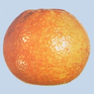 Cochinilla en naranja navel - Destrio
