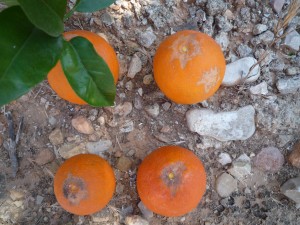 Daños producidos por Pezothrips kellyanus en frutos cítricos