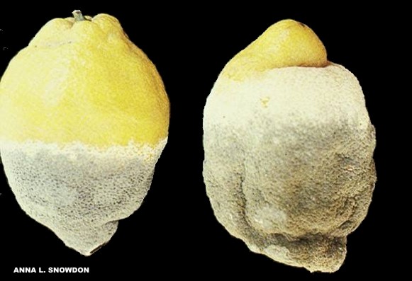 Penicillium en citricos