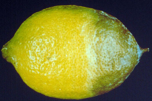 Diplodia en citricos