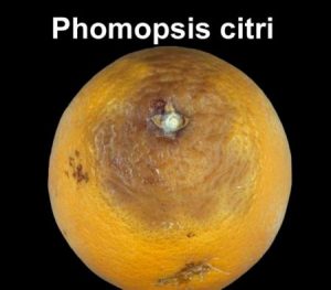 Phomopsis