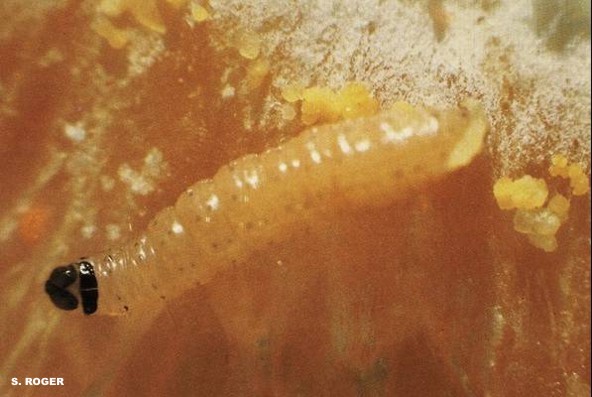 Barreneta en citricos - Ectomyelois ceratoniae