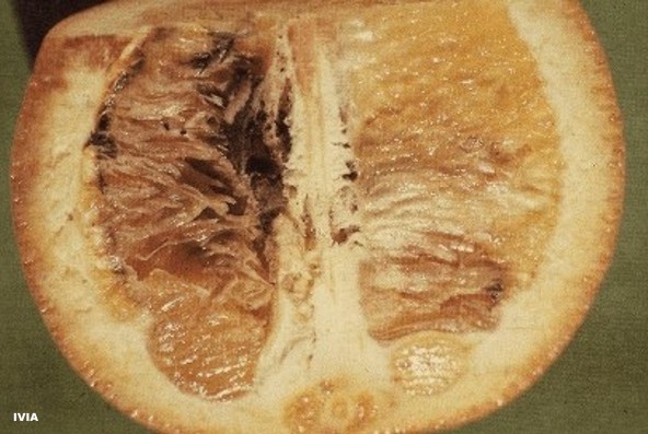 Barreneta en citricos - Ectomyelois ceratoniae