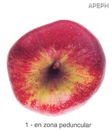 Russeting peduncular en manzana