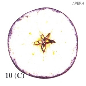 Test almidon fruta pepita tipo circular estado 10