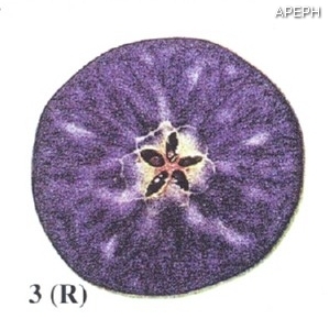 Test almidon fruta pepita tipo radial estado 03