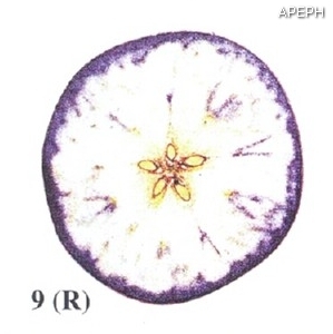 Test almidon fruta pepita tipo radial estado 09