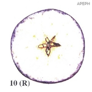 Test almidon fruta pepita tipo radial estado 10
