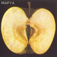 Pardeamiento interno - Manzana