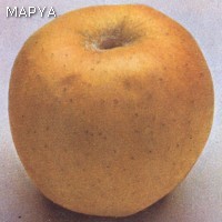 Manzana con defectos de forma, de desarrollo y de coloración.