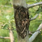 Erwinia amylovora - Fuego bacteriano