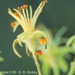 Erwinia amylovora - Fuego bacteriano