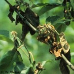 Erwinia amylovora - Fuego bacteriano