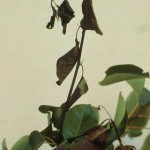 Erwinia amylovora - Fuego bacteriano