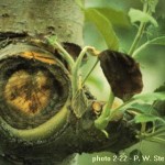 Erwinia amylovora - Fuego bacteriano