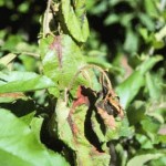 Erwinia amylovora - Fuego bacteriano