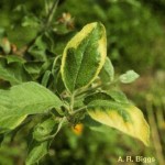 Erwinia amylovora - Fuego bacteriano