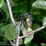 Erwinia amylovora - Fuego bacteriano