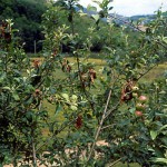 Erwinia amylovora - Fuego bacteriano