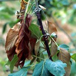 Erwinia amylovora - Fuego bacteriano