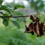 Erwinia amylovora - Fuego bacteriano