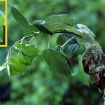 Erwinia amylovora - Fuego bacteriano