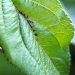 Erwinia amylovora - Fuego bacteriano