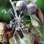 Erwinia amylovora - Fuego bacteriano