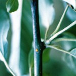 Erwinia amylovora - Fuego bacteriano
