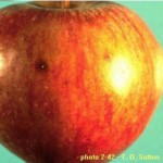 Moteado en manzana - Venturia inaequalis