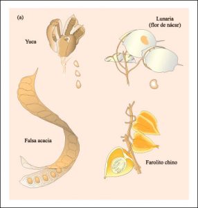 Frutos dehiscentes