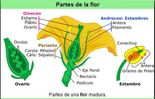 Partes de la flor