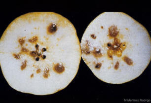 Bitter Pit en Manzana y Pera, fruta de pepita