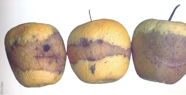 Daños por frio manzana pera