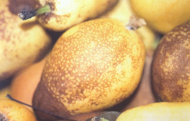 Escaldado Reticular Manzana Pera