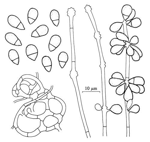 trichotecium roseum