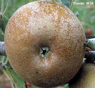 Conservacion de Manzanas Reinetas