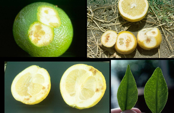 Impietratura de los citricos o manchas de los citricos