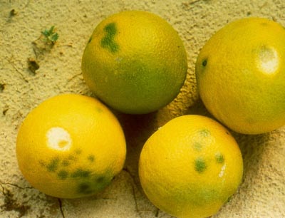 Impietratura de los citricos o manchas de los citricos