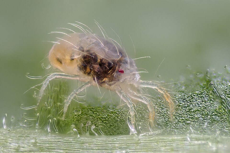 Hembra adulta de Tetranychus urticae sobre una hoja, un ácaro sin antenas ni alas